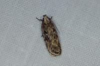 Depressaria