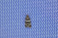 Isotrias rectifasciana
