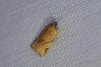 Paramesia gnomana