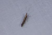 Plutella xylostella