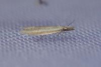 Pleurota