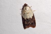 Acleris variegana