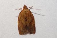 Clepsis consimilana
