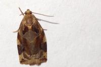 Archips xylosteana