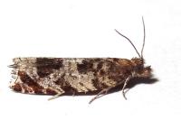 Ancylis achatana