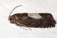 Pammene regiana