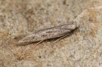 Oxypteryx helotella