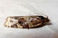 Argyrotaenia ljungiana
