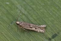 Oxypteryx helotella