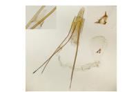 Oxypteryx helotella