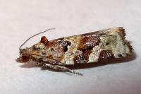 Argyrotaenia ljungiana
