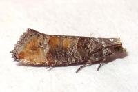Clavigesta purdeyi