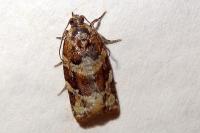 Argyrotaenia ljungiana
