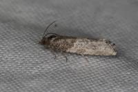 Phaneta pauperana
