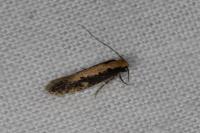 Monopis crocicapitella