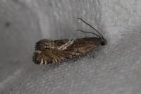 Grapholita jungiella