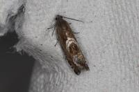 Grapholita jungiella