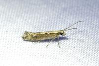 Plutella xylostella