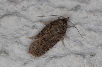 Agonopterix rutana