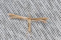 Gypsochares bigoti