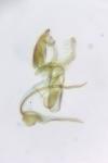 Aproaerema anthyllidella