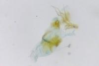 Cochylidia implicitana