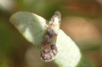 Chrysoesthia atriplicella