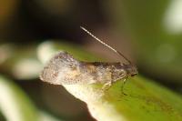 Chrysoesthia atriplicella