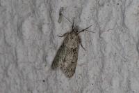 Diurnea fagella