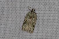 Acleris literana