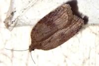 Acleris sparsana