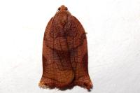 Archips podana