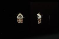 Acleris variegana