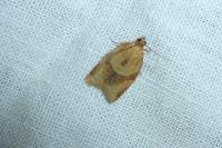 Clepsis consimilana