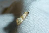 Cochylidia