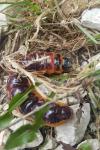 Cossus cossus