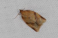 Clepsis consimilana