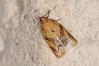 Clepsis consimilana
