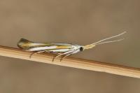 Coleophora solenella