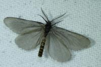 Rebelia plumella surientella