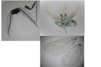 Rebelia plumella surientella