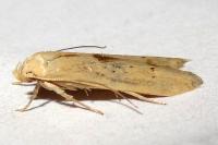 Blastobasis lacticolella
