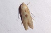 Blastobasis lacticolella