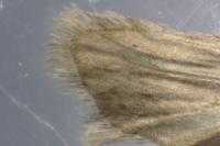 Agonopterix heracliana