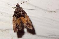 Epinotia nisella