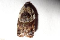 Acleris variegana