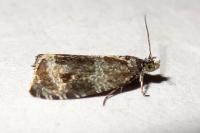 Celypha lacunana
