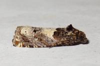 Epiblema
