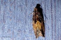 Epinotia nisella
