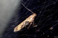Scrobipalpa costella